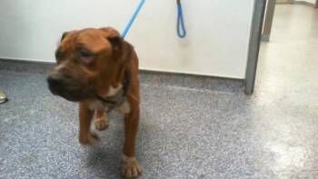 A1269344 -  Mixed Breed Dog for Adoption in Charlotte, North Carolina - A1269344 | PetCurious