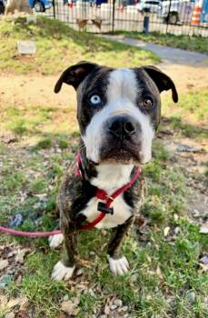 Mr Jones -  Pit Bull Terrier Dog for Adoption in Buffalo, New York - Mr Jones | PetCurious