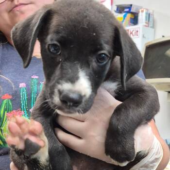 Cheesy Gordita Crunch -  Retriever and Mixed Breed Dog for Adoption in Cleveland, Mississippi - Cheesy Gordita Crunch | PetCurious
