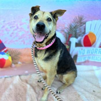 Rescue German Shepherd Dog and Mixed Breed Dogs for Adoption in Long Beach, California - RILEY | PetCurious