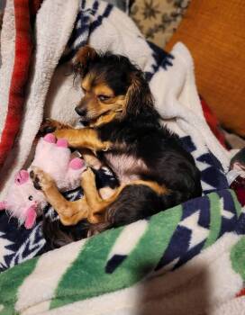 Chihuahua Dogs Available for Adoption in Huntington, New York - Mickey | PetCurious