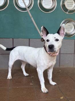 Shay -  Terrier and Mixed Breed Dog for Adoption in Honolulu, Hawaii - Shay | PetCurious