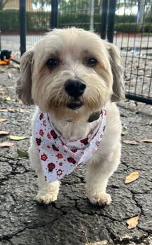 Shih Tzu Dogs Available for Adoption - BENJI | PetCurious
