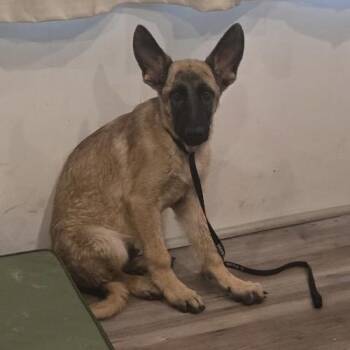 Silver WH -  German Shepherd Dog Dog for Adoption in Las Vegas, Nevada - Silver WH | PetCurious