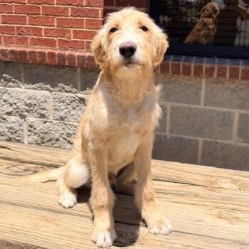 Irish Wolfhound and Standard Poodle Dogs Available for Adoption in Columbus, Georgia - Chase | PetCurious