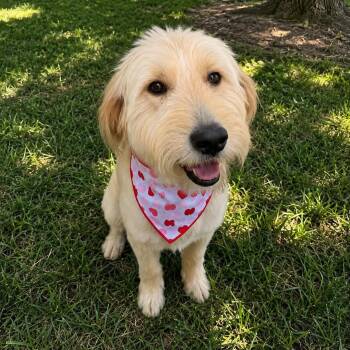 CHEVY GS -  Golden Retriever and Poodle Dog for Adoption in Lucas, Texas - CHEVY GS | PetCurious