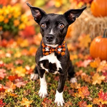 Limo -  Dachshund and Chihuahua Dog for Adoption in Binghamton, New York - Limo | PetCurious