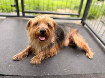 Carl -  Yorkshire Terrier Dog for Adoption in Peru, New York - Carl | PetCurious