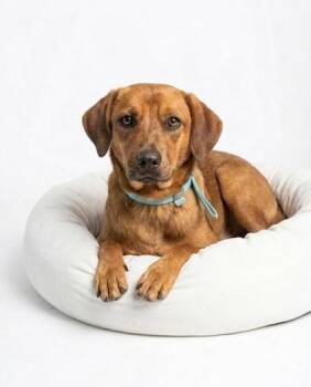 Beagle and Mixed Breed Dogs Available for Adoption - Roxie | PetCurious