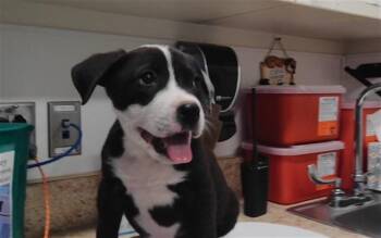 JAXON -  Pit Bull Terrier and Mixed Breed Dog for Adoption in Albuquerque, New Mexico - JAXON | PetCurious