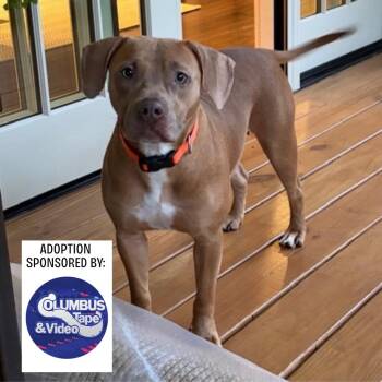 Bella -  Mixed Breed Dog for Adoption in Hamilton, Georgia - Bella | PetCurious