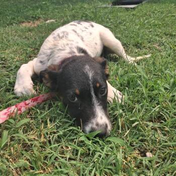 Moana -  Mixed Breed Dog for Adoption in Pauls Valley, Oklahoma - Moana | PetCurious
