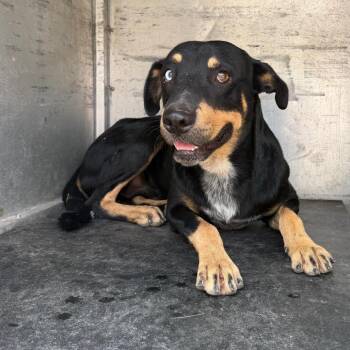 Cal -  Shepherd Dog for Adoption in Edinburg, Texas - Cal | PetCurious