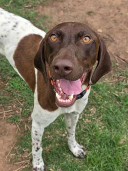 Goose -  German Shorthaired Pointer Dog for Adoption in Yukon, Oklahoma - Goose | PetCurious