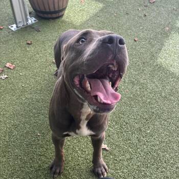 Cowboy -  Pit Bull Terrier Dog for Adoption in Greensboro, North Carolina - Cowboy | PetCurious