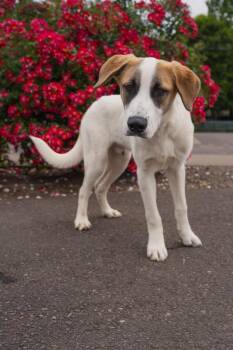 CJ -  Mixed Breed Dog for Adoption in Newberg, Oregon - CJ | PetCurious