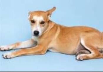 REMINGTON -  German Shepherd Dog and Mixed Breed Dog for Adoption in Pueblo, Colorado - REMINGTON | PetCurious