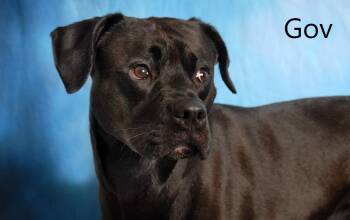 Gov -  Pit Bull Terrier and Black Labrador Retriever Dog for Adoption in Mount Vernon, Ohio - Gov | PetCurious