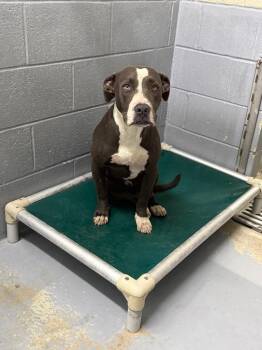 Bok Choy -  American Staffordshire Terrier and Mixed Breed Dog for Adoption in Kingsland, Georgia - Bok Choy | PetCurious