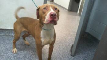 Mixed Breed Dogs Available for Adoption in Charlotte, North Carolina - PAXTON | PetCurious