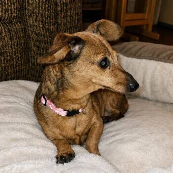 Coco -  Dachshund Dog for Adoption in Wichita, Kansas - Coco | PetCurious