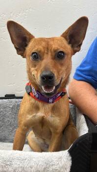 Carolina Dog and Chihuahua Dogs Available for Adoption in Cottonwood, Arizona - Mila | PetCurious