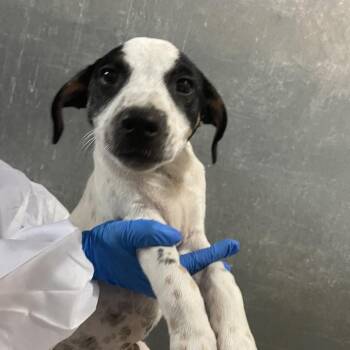 Shepherd and Terrier Dogs Available for Adoption in Edinburg, Texas - Cillian | PetCurious
