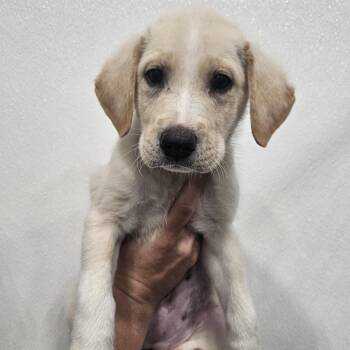 Taylee -  Labrador Retriever and Hound Dog for Adoption in Kalamazoo, Michigan - Taylee | PetCurious