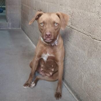Helen -  Retriever Dog for Adoption in Casa Grande, Arizona - Helen | PetCurious