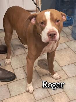 Rescue Pit Bull Terrier Dogs for Adoption in Hollister, Missouri - Roger | PetCurious