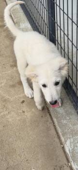 Cotton -  Maremma Sheepdog Dog for Adoption in Muldrow, Oklahoma - Cotton | PetCurious