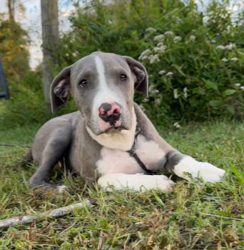 Rescue American Bulldog Dogs for Adoption in Tarrytown, Georgia - Forest | PetCurious