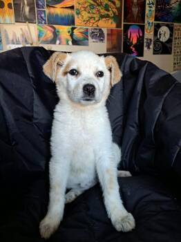 Australian Cattle Dog Blue Heeler and Great Pyrenees Dogs Available for Adoption - Pika | PetCurious