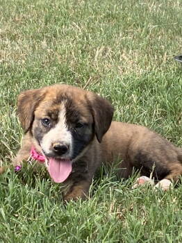 Rescue Beagle and Australian Shepherd Dogs for Adoption in Holly Springs, North Carolina - Ollie | PetCurious