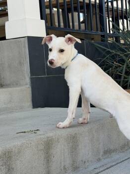 Harvey -  Labrador Retriever Dog for Adoption in Denver, Colorado - Harvey | PetCurious