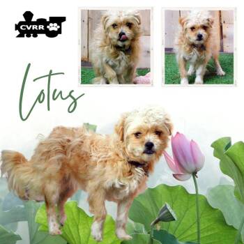 Lotus -  Shih Tzu and Terrier Dog for Adoption in Lindsay, California - Lotus | PetCurious