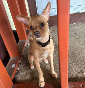 Potato -  Chihuahua Dog for Adoption in Rochester, New York - Potato | PetCurious