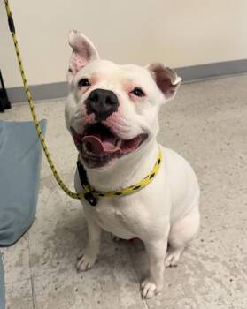*Blaze* -  Pit Bull Terrier Dog for Adoption in Salt Lake City, Utah - *Blaze* | PetCurious
