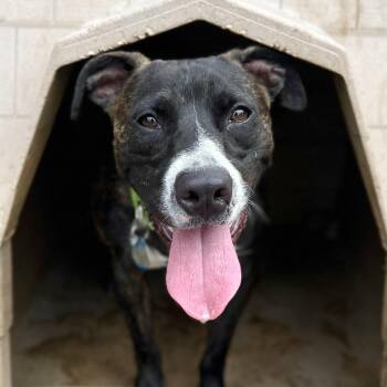 Stanley -  Pit Bull Terrier Dog Available for Adoption in Columbia, South Carolina - Stanley | PetCurious