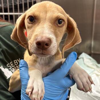 Bento -  Mixed Breed Dog for Adoption in Columbiana, Alabama - Bento | PetCurious