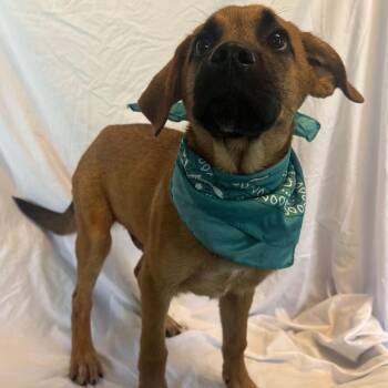 Outlook -  Mixed Breed Dog for Adoption in Canal Winchester, Ohio - Outlook | PetCurious