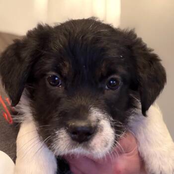 Parson Russell Terrier and Mixed Breed Dogs Available for Adoption in Greenfield, Indiana - Jamie - Med Green | PetCurious