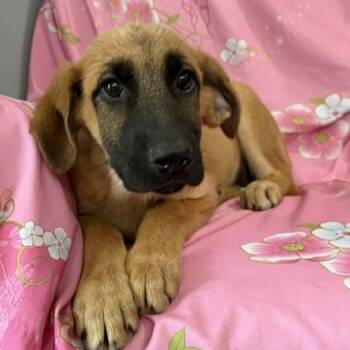 Adia Avenger -  German Shepherd Dog Dog for Adoption in Andover, Massachusetts - Adia Avenger | PetCurious