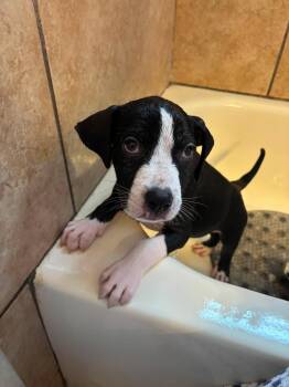 Sherman -  Pit Bull Terrier Dog for Adoption in NEW PT RICHEY, Florida - Sherman | PetCurious