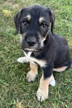 Java -  American Bully Dog for Adoption in Lisbon, Iowa - Java | PetCurious