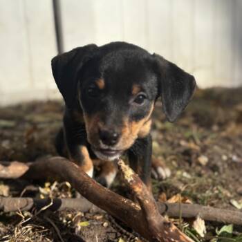 Rescue Mixed Breed Dogs for Adoption in Buffalo, Minnesota - Buffalo Wild WIngs | PetCurious