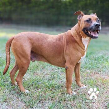 Rusty -  Mixed Breed Dog for Adoption - Rusty | PetCurious