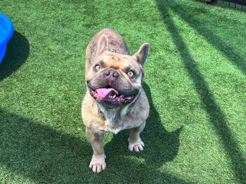 ASTRO -  French Bulldog Dog for Adoption in Tustin, California - ASTRO | PetCurious
