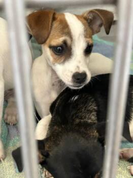 Chihuahua Dogs Available for Adoption - NUGGET | PetCurious