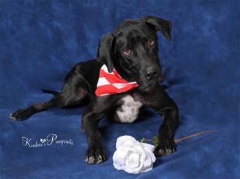 MOOSE -  Labrador Retriever and Mixed Breed Dog for Adoption in Omaha, Nebraska - MOOSE | PetCurious